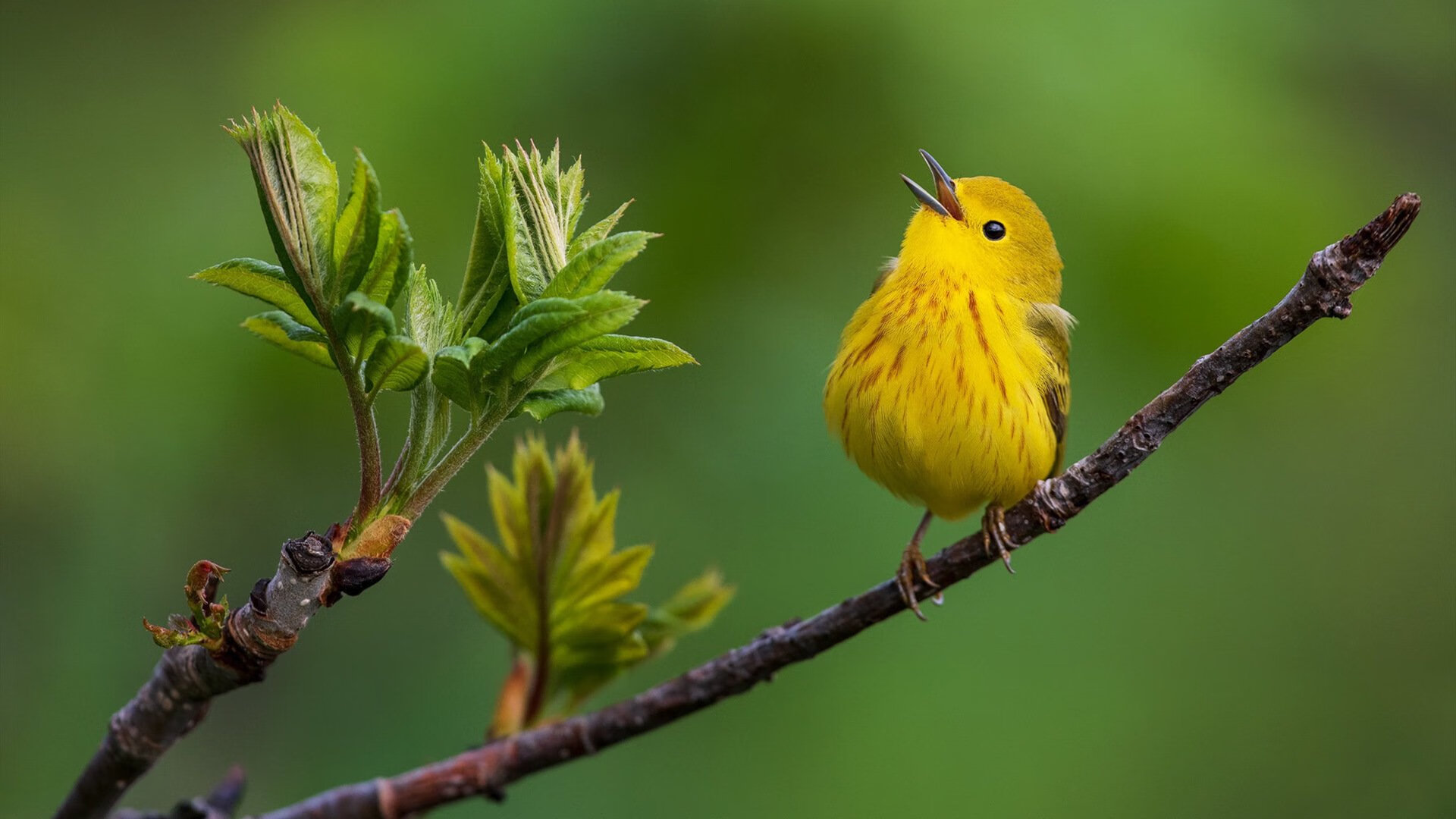 霍勒迪全程高能输出!掘金力克马刺,诠释何为关键先生